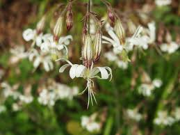 Attēlu rezultāti vaicājumam “Silene nutans flower”