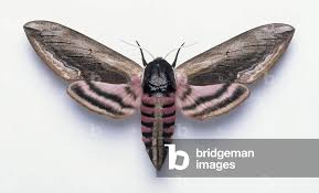 Attēlu rezultāti vaicājumam “Sphinx ligustri”