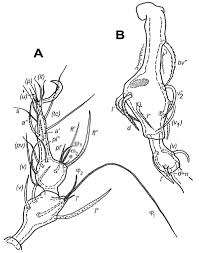 Attēlu rezultāti vaicājumam “Belbodamaeus sp.”