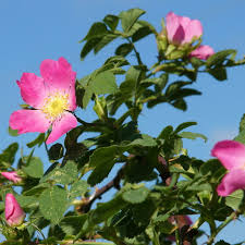 Image result for Rosengewächse