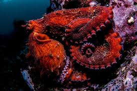 Image result for Enteroctopus dofleini