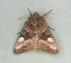 Attēlu rezultāti vaicājumam “Euplexia lucipara”