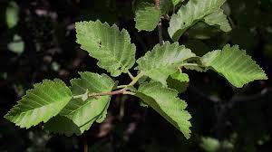 Attēlu rezultāti vaicājumam “Alnus incana leaf”