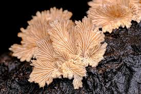 Attēlu rezultāti vaicājumam “Schizophyllum commune”