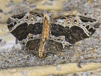 Attēlu rezultāti vaicājumam “Ecliptopera silaceata”