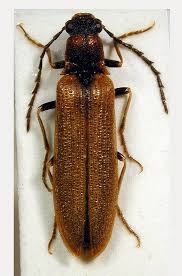 Attēlu rezultāti vaicājumam “Denticollis linearis”