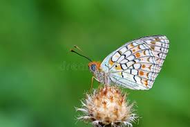 Attēlu rezultāti vaicājumam “Argynnis niobe”