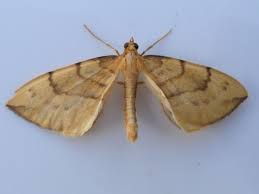 Attēlu rezultāti vaicājumam “Eulithis pyraliata”