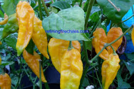 Afbeeldingsresultaat voor yellow fratali hot pepper