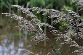 Attēlu rezultāti vaicājumam “Calamagrostis purpurea”