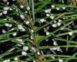 Attēlu rezultāti vaicājumam “Adelges laricis nymph”