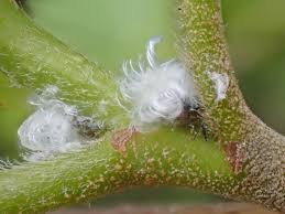 Attēlu rezultāti vaicājumam “Psylla alni”