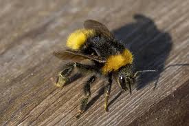 Attēlu rezultāti vaicājumam “Bombus”