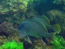 Image result for Sciaena umbra