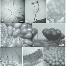 Attēlu rezultāti vaicājumam “Symphytocarpus impexus spores”
