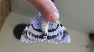 Attēlu rezultāti vaicājumam “Catocala fraxini”