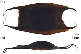 Image result for Amblyraja hyperborea