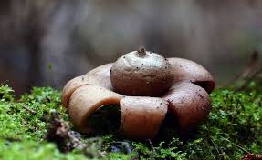 Attēlu rezultāti vaicājumam “Geastrum”