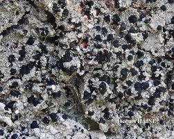 Attēlu rezultāti vaicājumam “Mycoblastus sanguinarius”