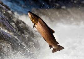 Image result for Salmo salar