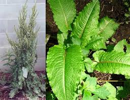 Attēlu rezultāti vaicājumam “Rumex crispus”