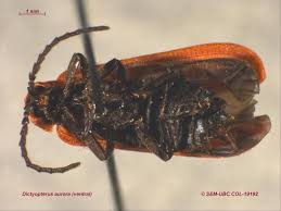 Attēlu rezultāti vaicājumam “Lycidae”