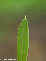 Attēlu rezultāti vaicājumam “Galium schultesii fruit”