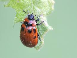 Attēlu rezultāti vaicājumam “Gonioctena viminalis”