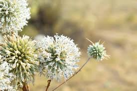 Attēlu rezultāti vaicājumam “Echinops sphaerocephalus flower”