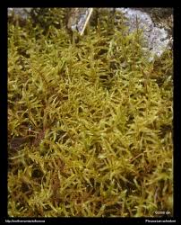 Attēlu rezultāti vaicājumam “Pleurozium schreberi sporophyte”