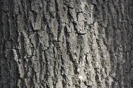 Attēlu rezultāti vaicājumam “Fraxinus excelsior Pendula bud”