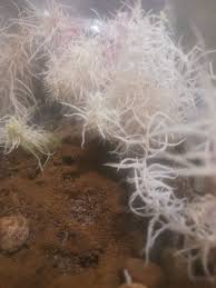 Attēlu rezultāti vaicājumam “Tilachlidium brachiatum”