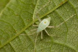 Attēlu rezultāti vaicājumam “Phytocoris longipennis”