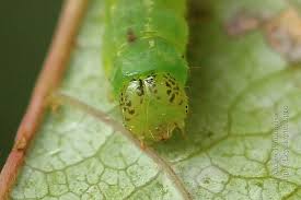 Attēlu rezultāti vaicājumam “Lomographa bimaculata”
