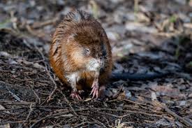 Attēlu rezultāti vaicājumam “Ondatra zibethicus”