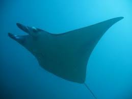 Image result for Mobula alfredi