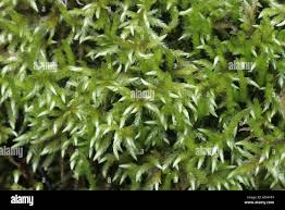 Attēlu rezultāti vaicājumam “Brachythecium rivulare”