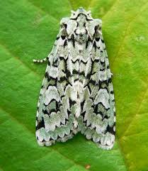 Attēlu rezultāti vaicājumam “Griposia aprilina”