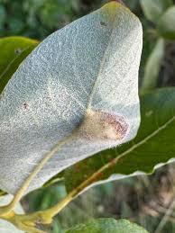 Attēlu rezultāti vaicājumam “Euura pedunculi”