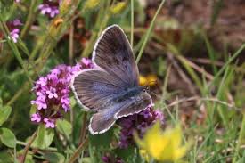 Attēlu rezultāti vaicājumam “Phengaris arion upperside”