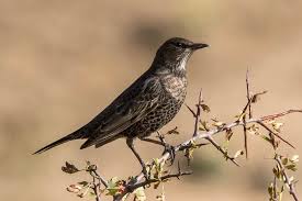 Image result for Turdus torquatus