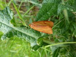 Attēlu rezultāti vaicājumam “Diacrisia sannio”