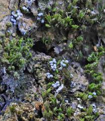 Attēlu rezultāti vaicājumam “Badhamia capsulifera var. arborea”