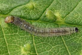 Attēlu rezultāti vaicājumam “Eudemis porphyrana”