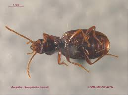 Attēlu rezultāti vaicājumam “Bembidion quadrimaculatum”