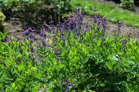 Attēlu rezultāti vaicājumam “Galega orientalis flower”