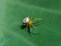 Attēlu rezultāti vaicājumam “Araniella”