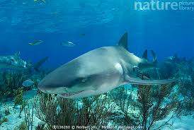 Image result for Negaprion acutidens