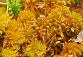 Attēlu rezultāti vaicājumam “Sphagnum tenellum”