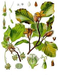 Attēlu rezultāti vaicājumam “Fagus sylvatica fruit”